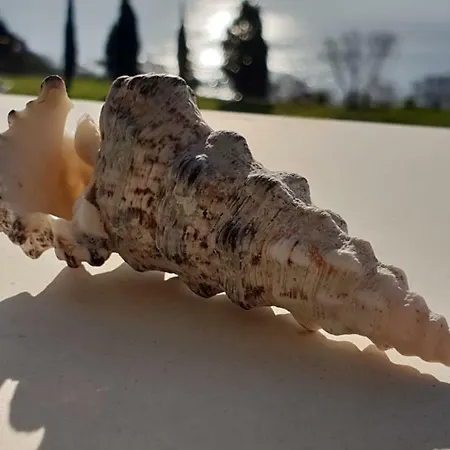 Morning Star Deluxe * Tjernomorets