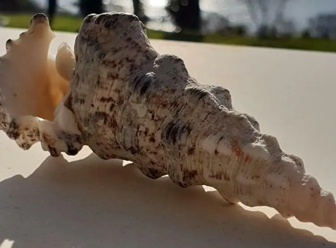 Morning Star Deluxe * Chernomorets